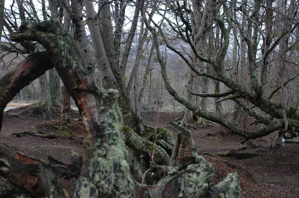 Argentina 086 - parque nacional de Tierra de Fuego.jpg